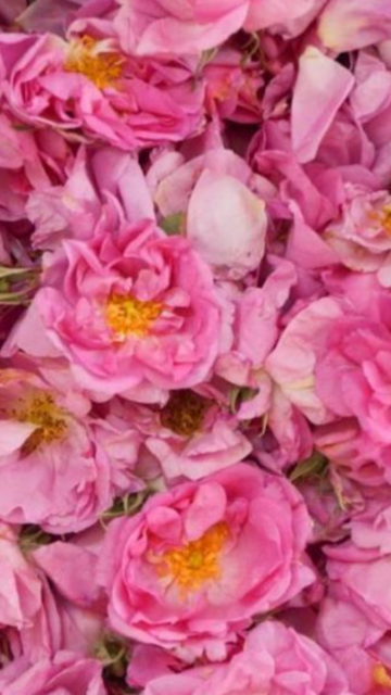 IMG_3380.png
